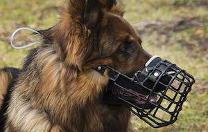 Dog with a Muzzle